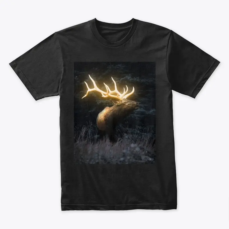 Bull Elk